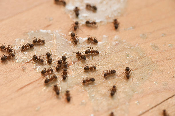 Best Mosquito Control Services  in St Albans, VT