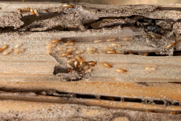 Wasp Removal Services in St Albans, VT